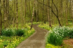 Obrázek kategorie Městská zeleň