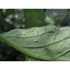 Obrázek z Encarsia formosa - parazitická vosička 1000 ks / bal., Picture 6