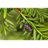 Obrázek z NEMATOP - brouk free (Steinernema carpocapsae) 2,5 mil. ks / bal., Picture 6