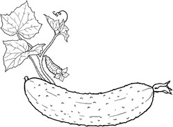 Obrázek kategorie Plodová zelenina