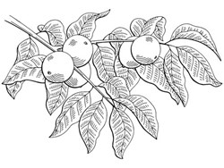 Obrázek kategorie Skořápkaté ovoce