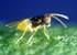 Obrázek z Encarsia formosa - parazitická vosička 200 ks / bal., Picture 2
